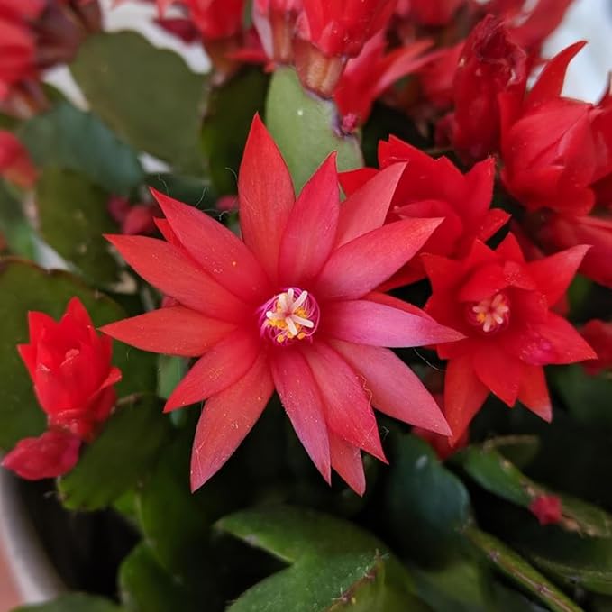 Easter Cactus Plants Live, Easter Cactus - 4 to 6 Inch Tall Houseplant Succulent Cactus Flower Plants, No Pot (Red Flowers)