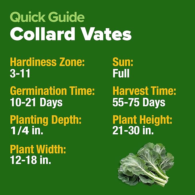 HOME GROWN Collard Green Seeds - 300 Seeds for Fall Planting - High Germination Heirloom Vegetable Seeds, Vates Collard Greens Seed Pack (Brassica oleracea)