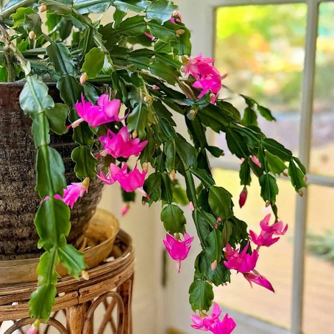 True Thanksgiving Cactus Plant Live in 4" Pot, Ready to Bloom, Holiday Christmas Cactus Plants Live, Vibrant Blooms (Pink)