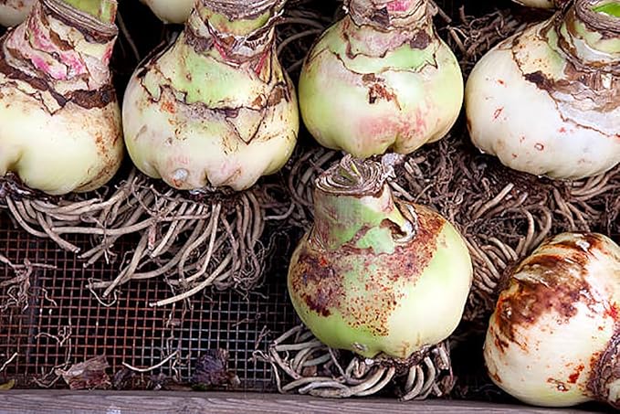 Tinkerbell Amaryllis Bulb | Peach with White Star | Amaryllis Flower for Indoor & Outdoor Planting | Unique Bulb for Beautiful Displays