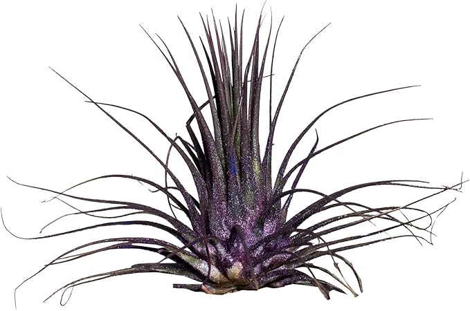 Air Plants - Tillandsia Ionantha - Organically Enhanced Color - Live Arrival Guaranteed - House Plants for Home Decor & Gift (Purple Pansy 5pk)
