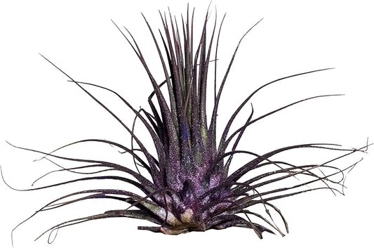 Air Plants - Tillandsia Ionantha - Organically Enhanced Color - Live Arrival Guaranteed - House Plants for Home Decor & Gift (Purple Pansy 1pk)