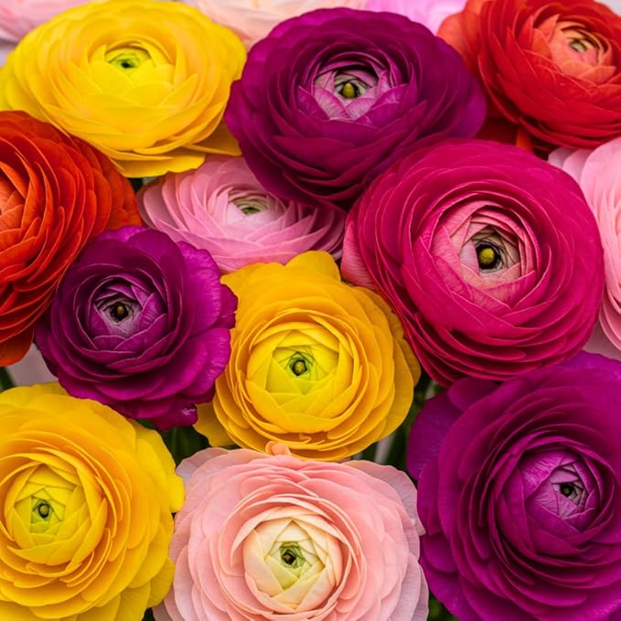 Ranunculus Mix Color Bulbs for Planting – 20 Healthy Bulbs, Vibrant Multi-Color Flowers, Perfect for Garden Beds, Containers, Borders, and Cut Flower Bouquets