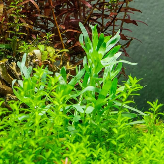 SubstrateSource Live Plant - Heteranthera zosterifolia - Midground to Background Stem with Fast Growth, Snail-Free in Vitro Aquarium Plant - Tissue Culture