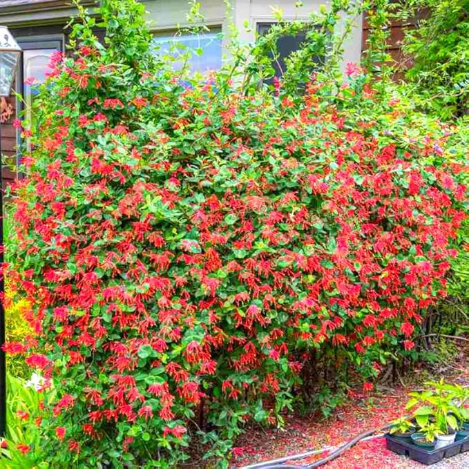 Red Coral Honeysuckle Live Plant Well-Rooted, 5-9" Red Honeysuckle Plant Live, Honeysuckle Vine Bush for Planting, Bush Honeysuckle