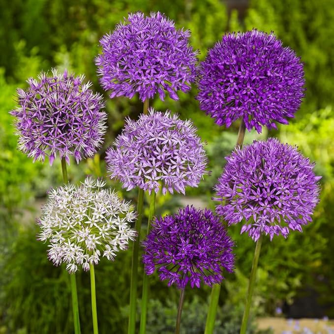 Bubble Blend Allium Mix Flower Bulbs - 10 Bulbs per Pack - Attracts Butterflies and Hummingbirds - Deer Resistant - Good as Cut Flowers - Naturalizing - Perennializing