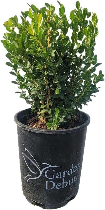 Baby Gem Dwarf Boxwood - Live Plant - Full Gallon Pot
