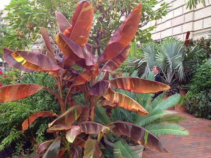 Siam Ruby Banana Tree - 4 Live Starter Plants - Musa - Edible Fruit Bearing Tree for The Patio and Garden