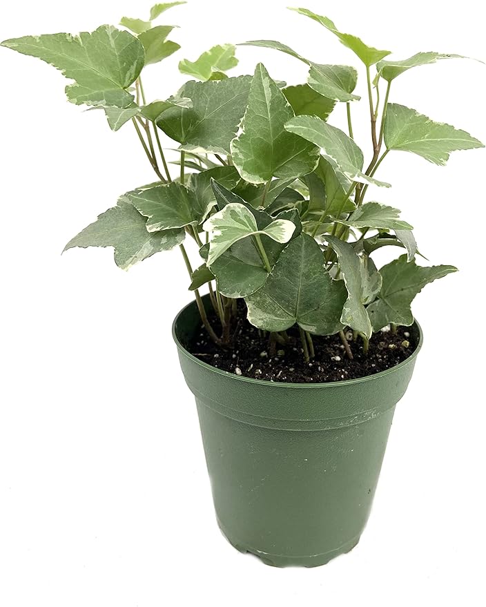 Variegated English Ivy - 3 Live Plants in 4 Inch Pots - Hedera Helix - Beautiful Easy Care Indoor Air Purifying Houseplant Vine