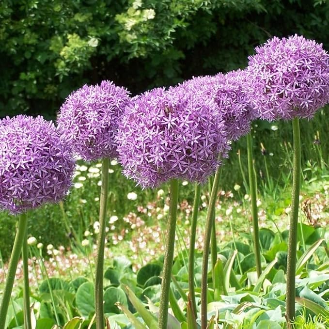 Allium ‘Purple Sensation’ Flowers – 3 Bulbs - Giant Globe-Shaped Purple Blooms | Sturdy 24–36″ Stems for Cutting & Borders | Deer & Rabbit Resistant Pollinator Favorite | Zones 3–8