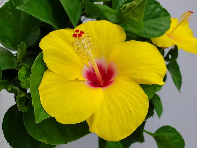 Braided Yoder Yellow Hibiscus Tree - Yellow Hibiscus Flowers - Overall Size 36" to 42" - Live Plant - Tropical Plants of Florida (Plant)