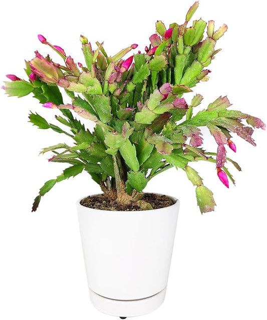 Christmas Cactus Thanksgiving Cactus (6 inch + Minimalist Pot) - Red/Pink/White Zygocactus - Holiday Decorating with Cacti and Succulents - Christmas Gift Ideas 2025