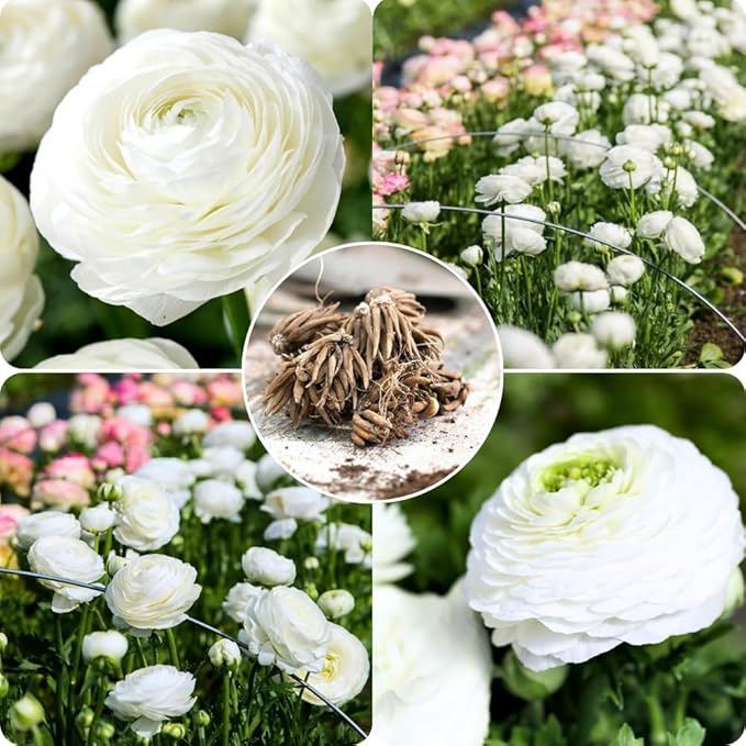 25 Ranunculus Bulbs for Fall Planting, Perennial Flowers Bulbs for Gardens, Vibrant Peony Buttercup Corms for Outdoor Borders (White Ranunculus)