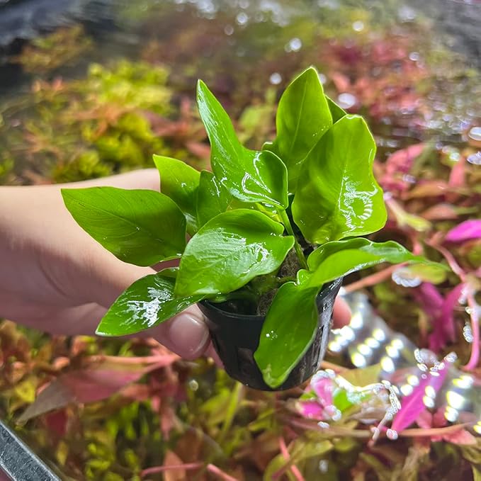 SubstrateSource Anubias Live Aquarium Plants - Potted Freshwater Plant for Fish Tanks, Terrariums - Beginner Friendly Low Light (Nana Golden, 1 Pot)