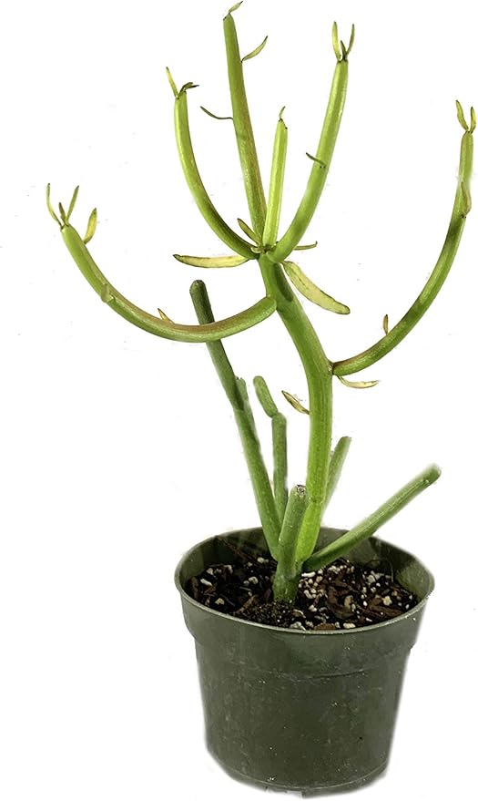 Pencil Cactus - 5 Live Plants in 4 Inch Pots - Euphorbia Tirucalli - Beautiful Indoor Succulent Houseplant