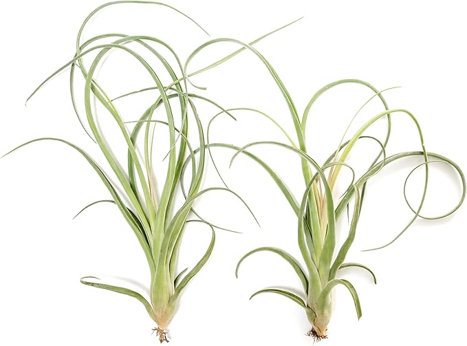 Air Plant Shop Tillandsia Curly Slim (T. Intermedia x T. Streptophylla) Air Plant - Succulents - Live Tillandsia - Easy Care Indoor and Outdoor House Plants (Pack of 1)