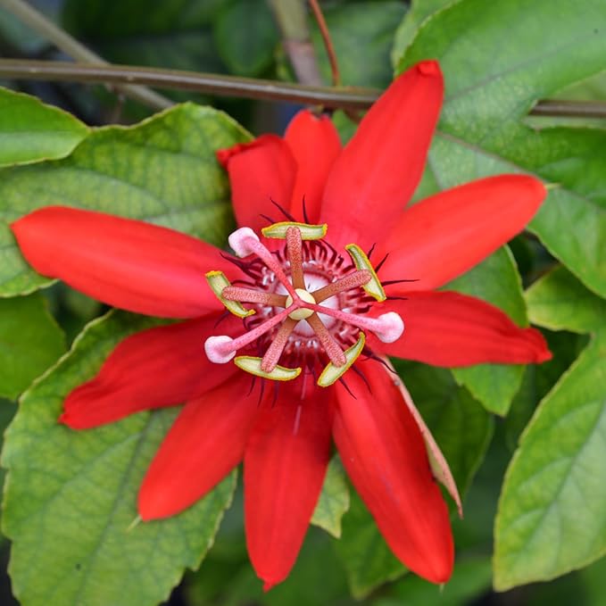 Red Passion Flower Plant - Red Passion Flower Vine Live Plant - Size 5 to 7 Inch Tall, Passiflora Flowers Starter Plant, Without Pot