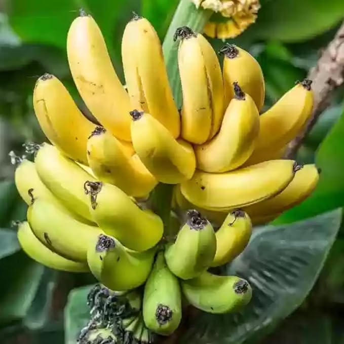 Tiny Banana Tree Live Plant, Cold Hardy Banana Plant Live, Tropical Banana Fruit Seedling, Well Rooted 4-8 Inch Tall