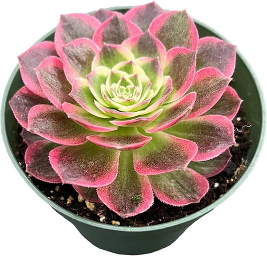 4" Live Succulent Plants Aeonium 'Dark Sea', Easy Care Potted Succulents, Indoor Houseplant, Unique Gifts, Home Office Décor