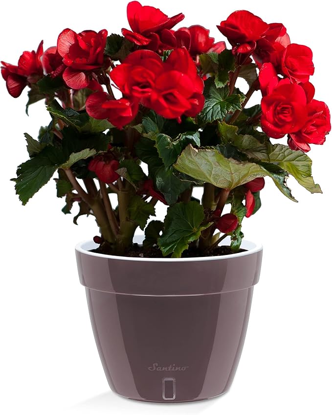 Santino ASTI 7.1 Inch Self Watering Planter SHADE/WHITE for Indoor Plants - Premium Quality Modern Plastic Planter Pot w/ Water level Indicator for All House Herbs, Plants, African Violets and Dahlias