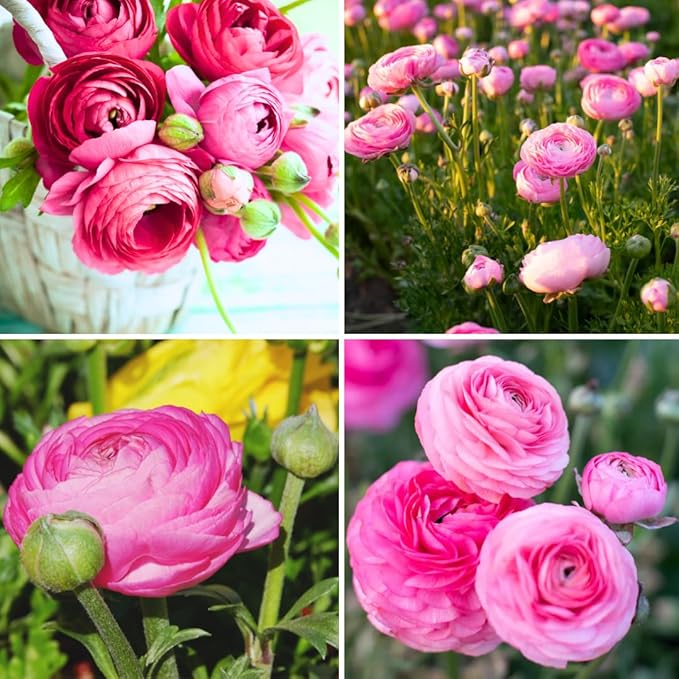 30 Ranunculus Bulbs for Fall Planting, Butterfly Ranunculus Corms, Peony Ranunculus Flower Bulbs for Garden, Vibrant Blooms in Spring (Pink Ranunculus Bulbs)