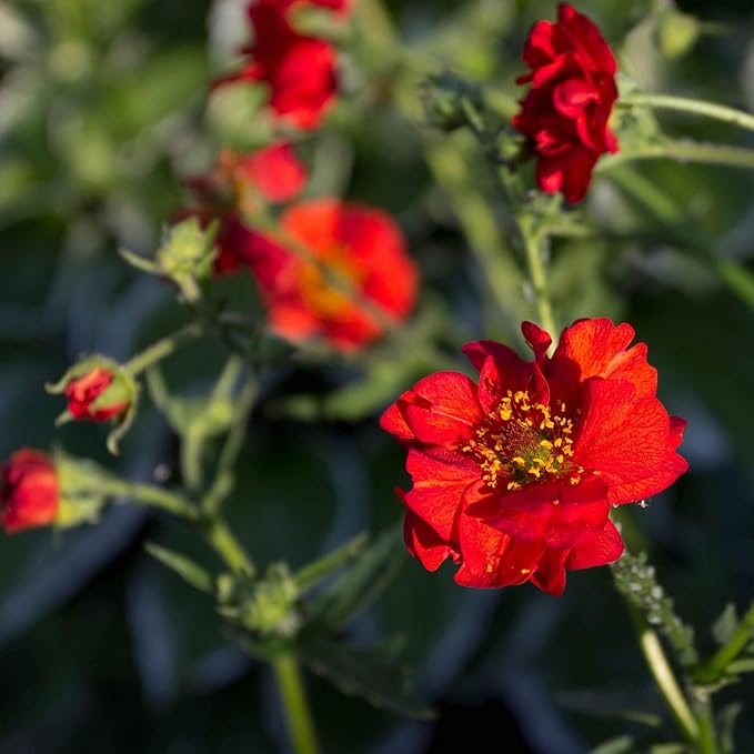 Outsidepride Mrs. Bradshaw Geum Seeds - 1000 Pcs Easy to Grow Perennial Flower Seeds for Planting with Vibrant Blooms Attractive to Pollinators, for Cut Flower Arrangements, Borders, & Flower Beds