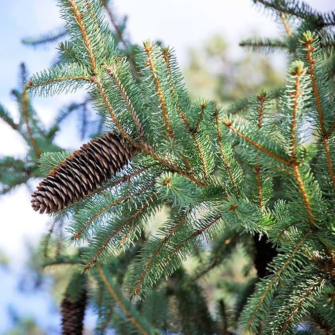 Colorado Blue Spruce Tree Plug Seedlings | 6"-12" | Arbor Day Foundation (10-Pack)