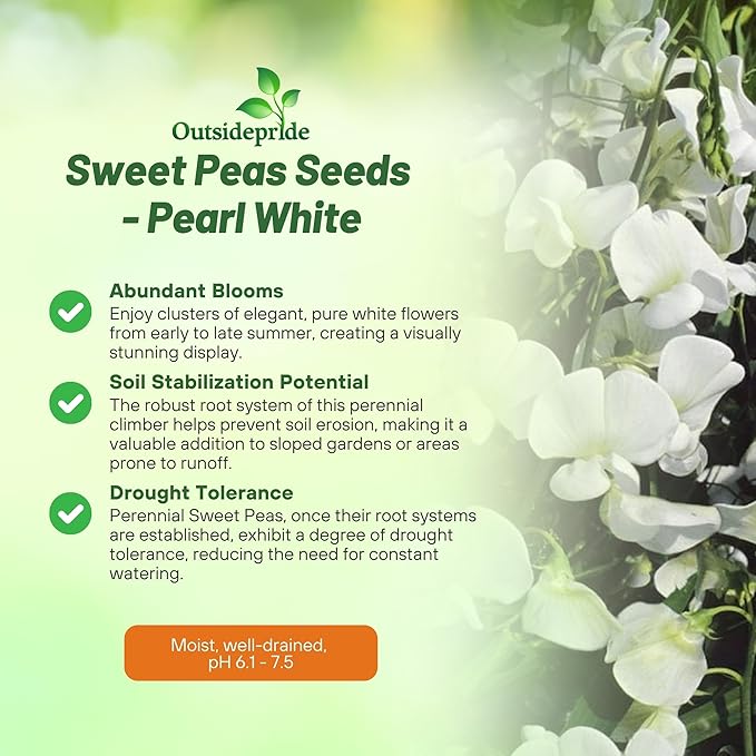Outsidepride Pearl White Sweet Pea Seeds - 100 Pcs Perennial, Easy to Grow, Vine Seeds for Planting Fragrant, Long-Lasting Flowers with Free-Flowering Habit & Tall Size for Vertical Gardens