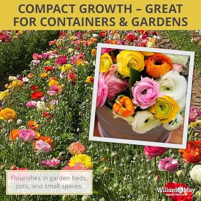 25 Mixed Ranunculus Bulbs Spring Planting - Buttercup Color Mix Value Bag - Plant in Gardens, Borders & Flowerbeds - Easy to Grow Flowers Bulbs by Willard & May