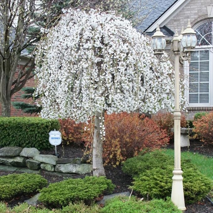 Cherry Blossom Tree, White Weeping Cherry Tree Live Plant, 6-12 Inch Tall in 2.5 Inch Pot, Dormant in Winter
