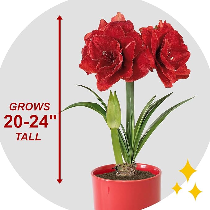 Garden State Bulb Red Double Amaryllis Bulb Gift Kit, 26/28cm, Decorative Planter (Red Ceramic)