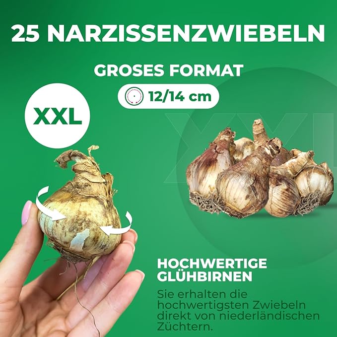 Daffodil Bulbs Spring Dream Collection - 25 Perennial and Hardy Flower Bulbs - Scented Daffodil Mix from The Netherlands - for Garden and Pot (no Seeds - not Artificial)