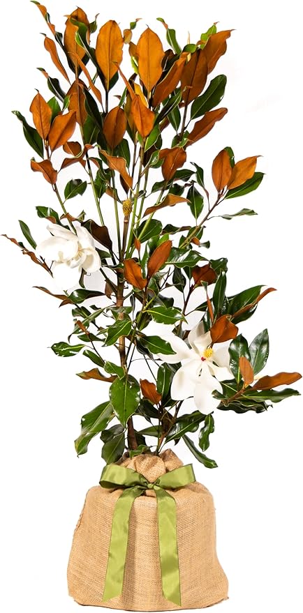 Southern Magnolia Tree, Easy Care, Live Outdoor Plant, with Blooming Magnolia Flowers, Home Decor, Patio Decor