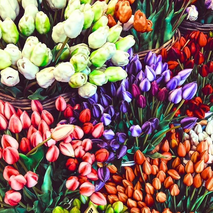 20 Top Size Tulip Bulbs for Fall Planting, Mixed Tulip Flower Bulbs, Bulk Pack of Colorful Tulips for Spring Blooms, Grow Flowerbeds, Fresh Harvest