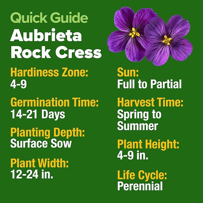 HOME GROWN Aubrieta Rock Cress Purple, Flowering Ground Cover Seed Pack, Perennial Cress Seeds for Planting Outdoor Lawn Gardens 300 Aubrieta deltoidea Flower Seeds