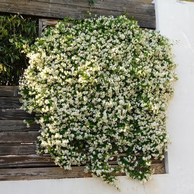 Jasmine Plants Live, Arabian Jasmine Plant Indoor, Fragrant Jasmines Flowers 4 to 7 Inch (Star)