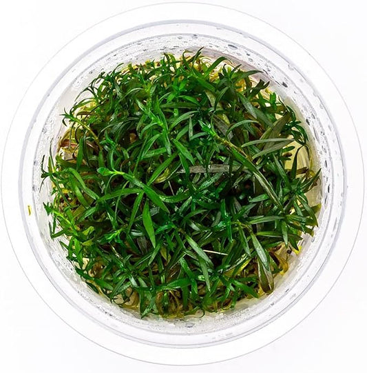 SubstrateSource Live Plant - Ludwigia Inclinata Crystal Tissue Culture Aquatic Live Aquarium Plant - 100% Snail Free in Vitro Cup (Ludwigia Crystal)