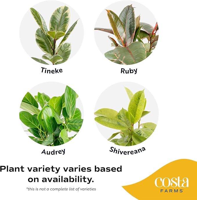 Costa Farms Ficus Live Plants in Decorative Pot, Indoor Houseplant, Assorted Variety, Perfect for Home, Room, or Office Decor, Great House Warming or Birthday Gift, 12-18 Inches Tall, Pack of 2