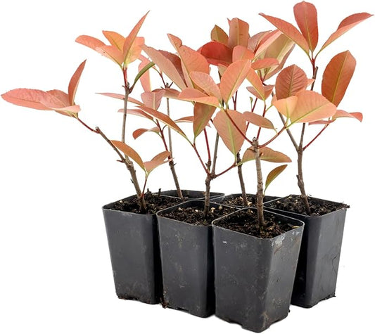 6 Red Tip Photinia, Photinia x Fraseri, Thriving in Extra Deep Nursery Cubes