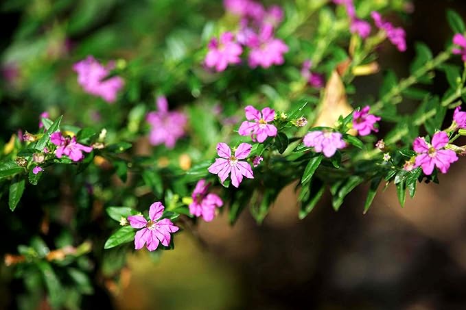 Mexican Heather Purple | 3 Live Plants | Cuphea Hyssopifolia | Drought Tolerant, Evergreen Shrub, Low Maintenance, Flowering Blooms, Full Sun, Ground Cover, Year-Round Interest, Outdoor Garden