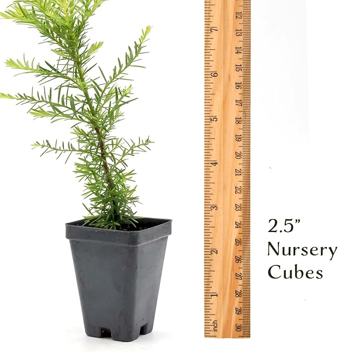 1 Coastal Redwood in 2.5” Nursery Cube (Sequoia sempervirens) | Majestic Evergreen Tree for Shade, Privacy & Wildlife Support | Ready-to-Plant Live Starter Plant