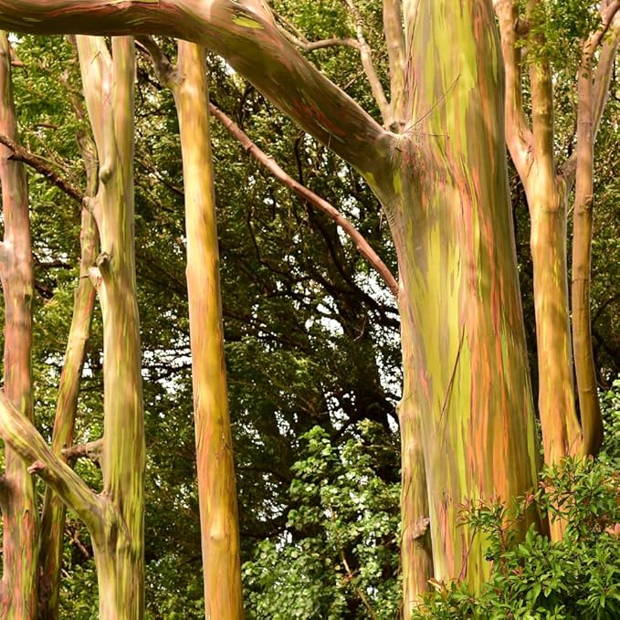Eucalyptus Plant, Starter Eucalyptus Plant Live in 2.5" Pot, Cold Hardy, Fragrant Foliage, Ready to Grow Indoor Outdoor (Rainbow Eucalyptus)