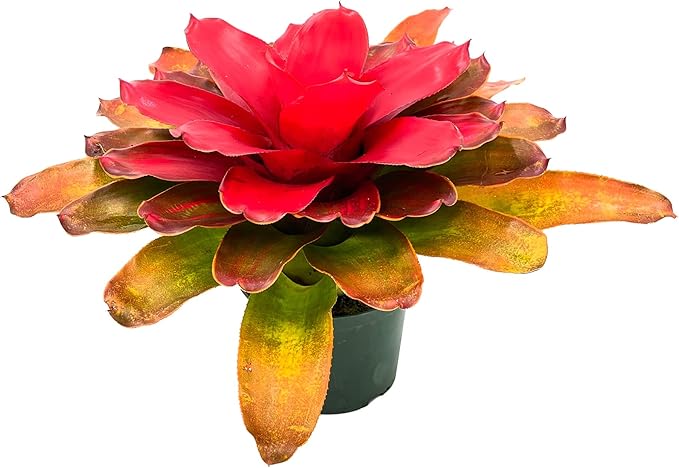 ragnaroc Live Plants – Bromeliad Neoregelia Tangerine, 8-12" in 6" Pot - 1ct - Live Arrival Guaranteed - House Plants for Home Decor & Gift