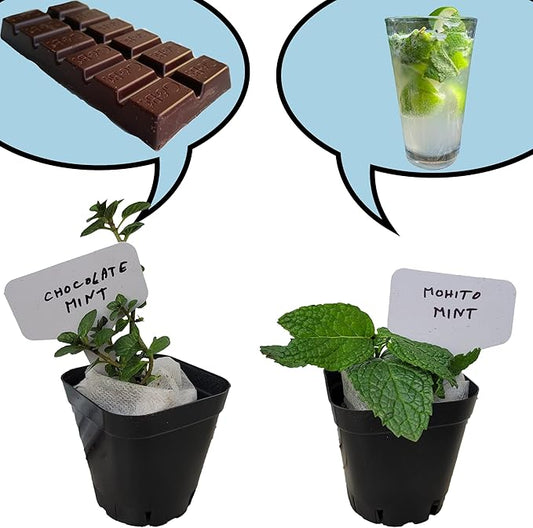 Chocolate+Mohito Mint Plants. Live, Fragrant, Fresh, Edible. Easy Grow. Indoor/Outdoor. (Choc+Mohito Mint Cups)