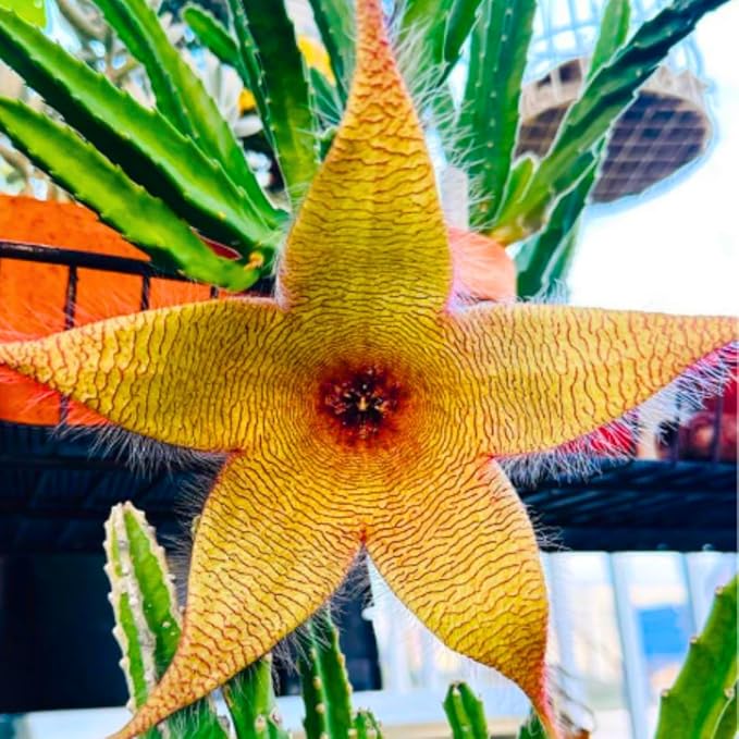 Sets 2 Rare Starfish Cactus Plant Live in 2" Pot, Small Cactus Succulent Well Rooted 4-8 Inch Tall, Ornamental Houseplant for Hanging Basket Trailing