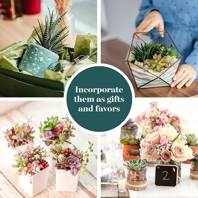 Shop Succulents Endless Summer Succulent Pack Collection - Live Mini Succulent Plants, Low Maintenance, Colors & Textures - Wedding and Party Favors, Gift & Garden, Pack of 12