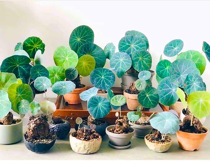 2"-2.5" Stephania Cephalantha Plant Caudex, Rare Succulent with No Hair Roots, Already Sprouts, 4.5-6 Cm Wide Caudex for Planting,Home Decor, Houseplant, Cold Hardy