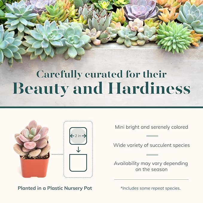 Shop Succulents Pastel Succulent Plant Pack Bulk Collection - Live Mini Succulent Plants, Low Maintenance, Bright & Serene Colors & Textures - Wedding and Party Favors, Gift & Garden, Pack of 64