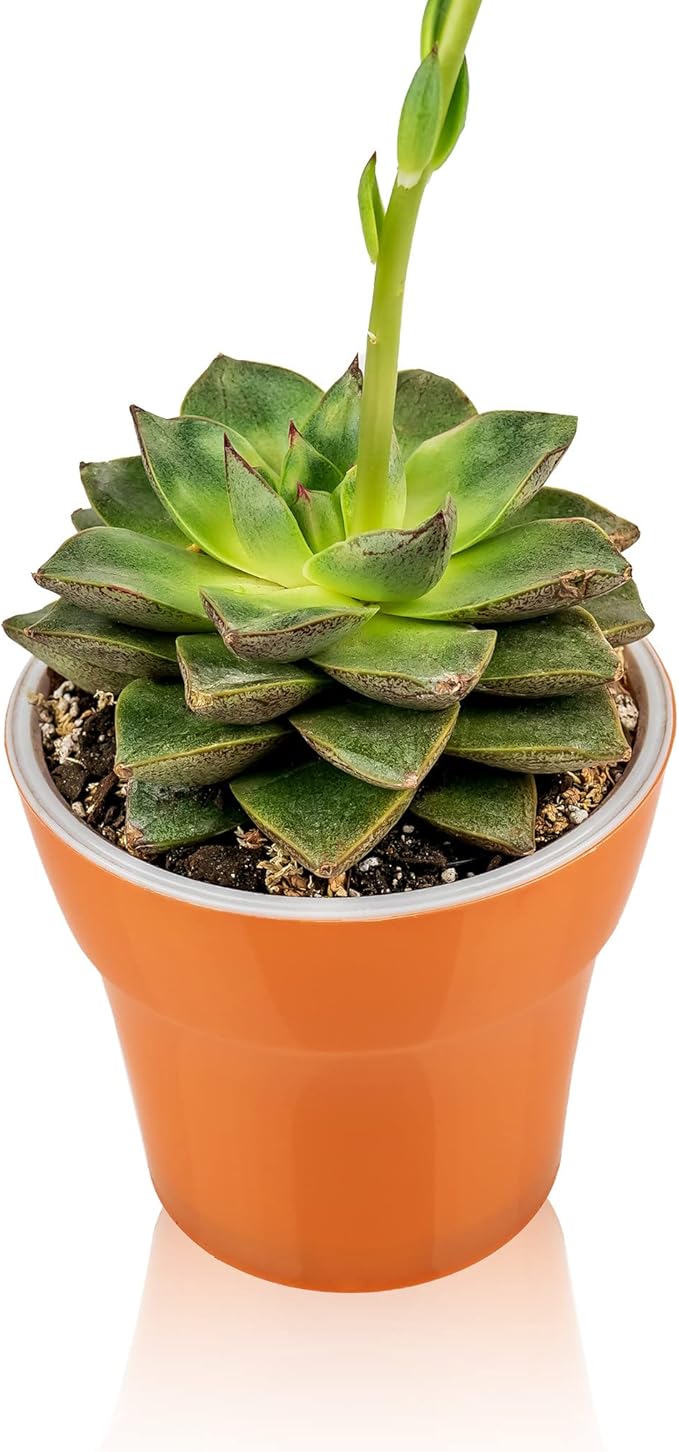Gardenera Premium Albuca Spiralis Potting Soil Mix - Perfect Balance of Nutrients, Drainage, and Aeration for Thriving Blooms - 20 Quart