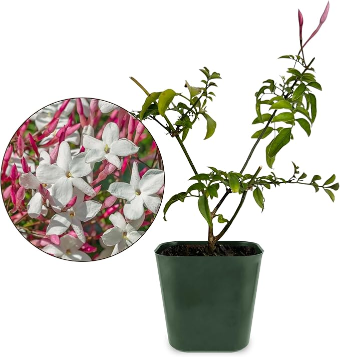My Shelfie - Mini Pink Jasmine Plant Vine Starter in 2-Inch Pot, Live Plants Outdoor Setting, 3-5 Inches, Pet-Friendly, 1-Piece